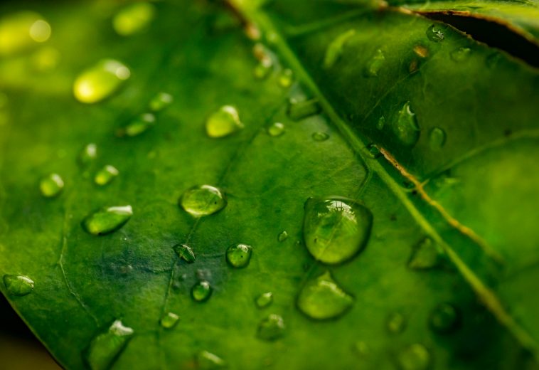 Africa’s Climate Health: Negotiating Survival at Global Summits