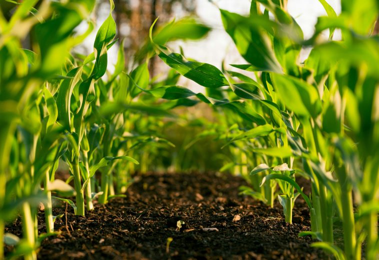 Climate-Smart Agriculture: Securing West Africa’s Food Future