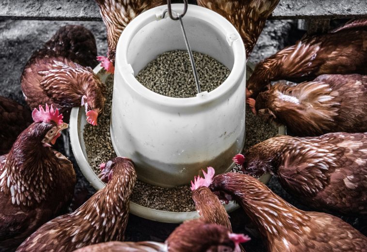 Feeding Africa: The Regional Value Chain Strategy That Could Work