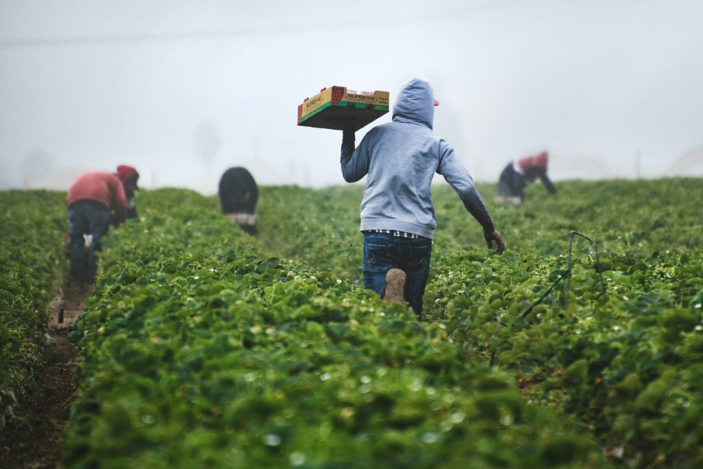 Fertiliser Solutions: Investing in Africa’s Agricultural Resilience