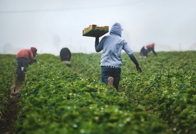 Fertiliser Solutions: Investing in Africa’s Agricultural Resilience