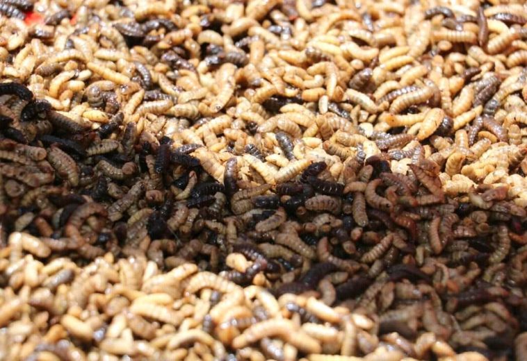 Uganda’s Black Soldier Fly Farming: Cutting Feed Costs and Strengthening Food Security