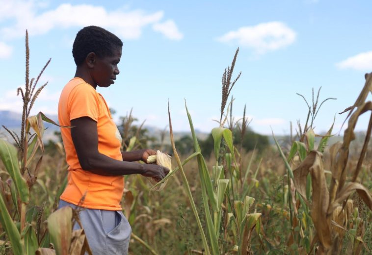 Agriculture & Food Security: Zimbabwe Builds $500 Million Drought Protection Fund to Safeguard Food Security