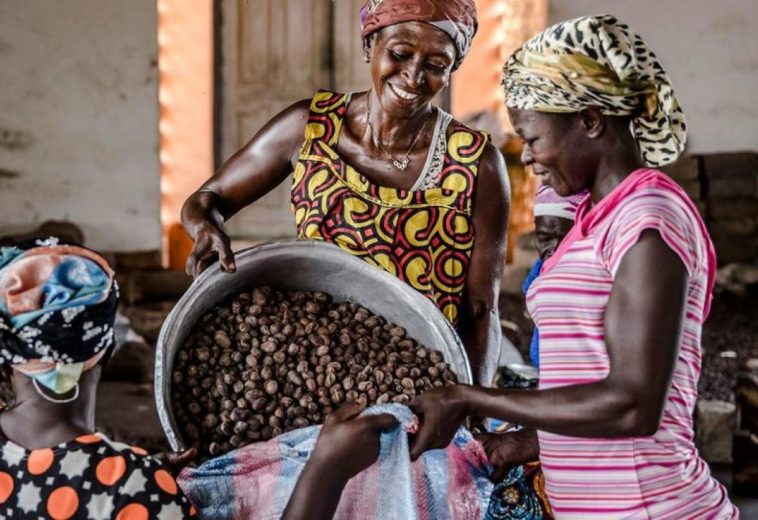 Ghana’s Shea Industry: A €1.8m Investment Bet on Women Farmers and Agricultural Growth