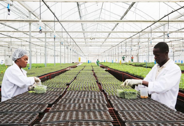 Rwanda’s Agri-Food Revolution: €2.15m Investment to Scale Local Innovation