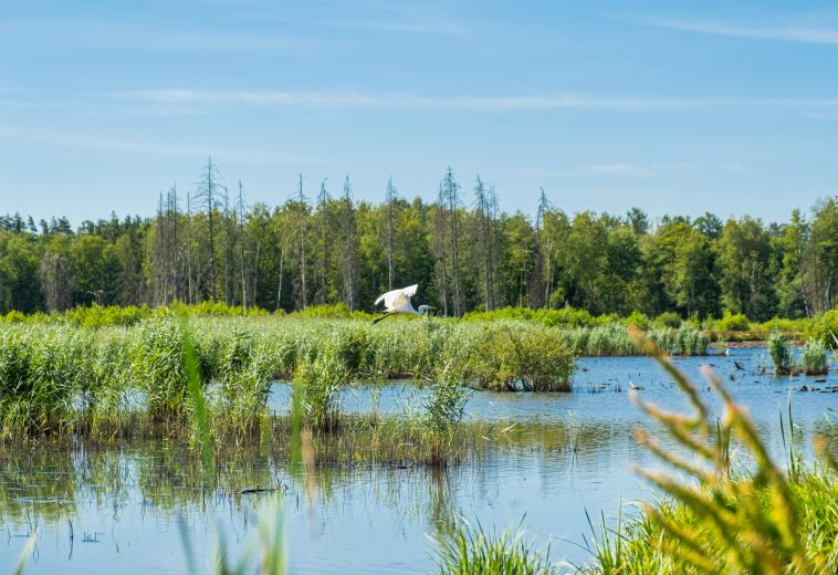 Africa’s Biodiversity: Building Prosperity Through Conservation and Community Participation