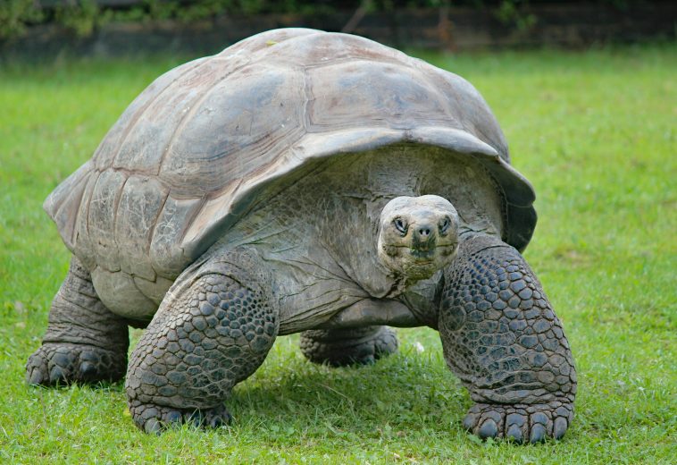 Aldabra Conservation Victory: Giant Tortoise Population Hits 183,000