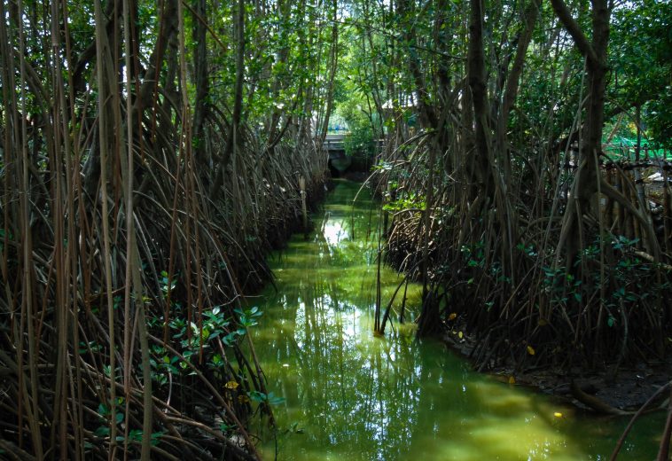 Niger Delta Blue Carbon: Community Restoration Brings Hope and Income
