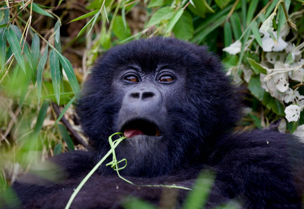 Rwanda Gorilla Tourism Revenue Sharing: Conservation Lessons for Africa Communities