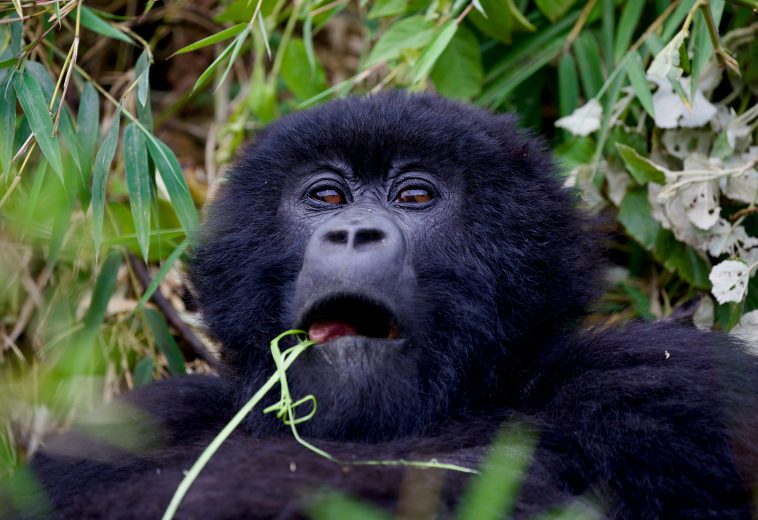 Rwanda Gorilla Tourism Revenue Sharing: Conservation Lessons for Africa Communities