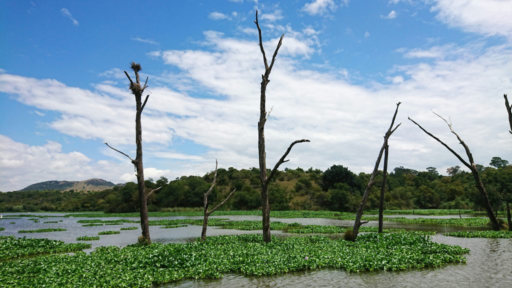 COP17 Biodiversity Summit: Africa Pushes for Scaled-Up Nature Finance