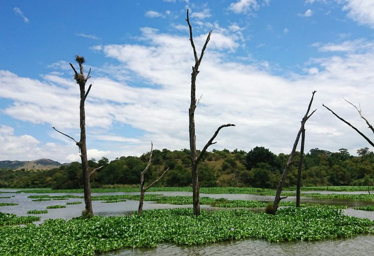 COP17 Biodiversity Summit: Africa Pushes for Scaled-Up Nature Finance